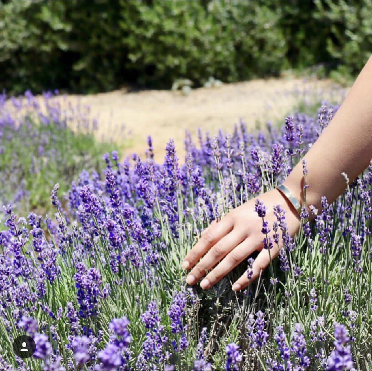 Hand touching lavender grass in nature